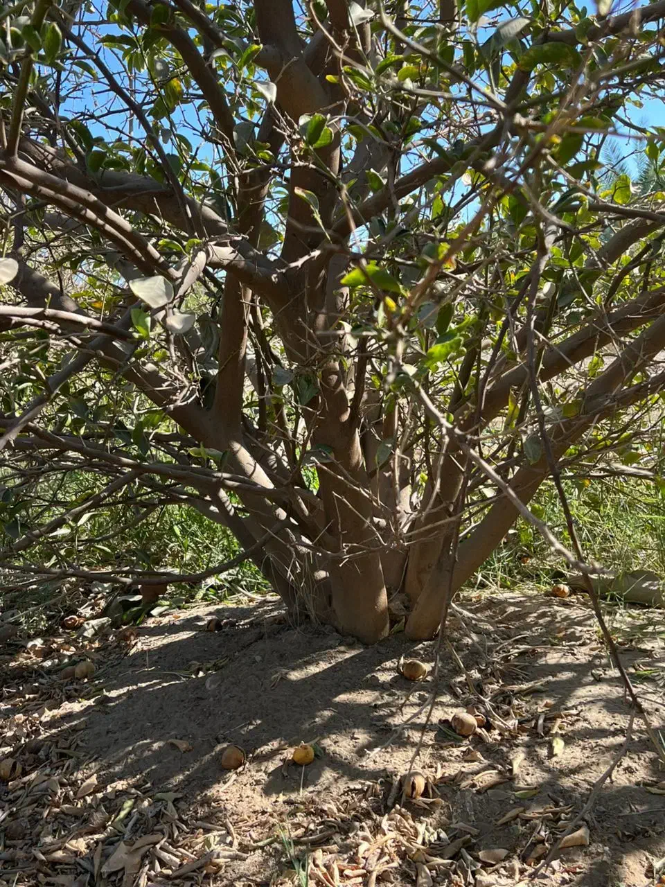 خریداری چوب تروخشک بریده نیریده|خدمات باغبانی و درختکاری|جیرفت, |دیوار