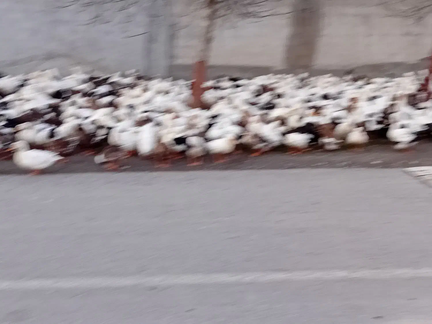 فروش اردک  شالیزاری|حیوانات مزرعه|گزنک, |دیوار