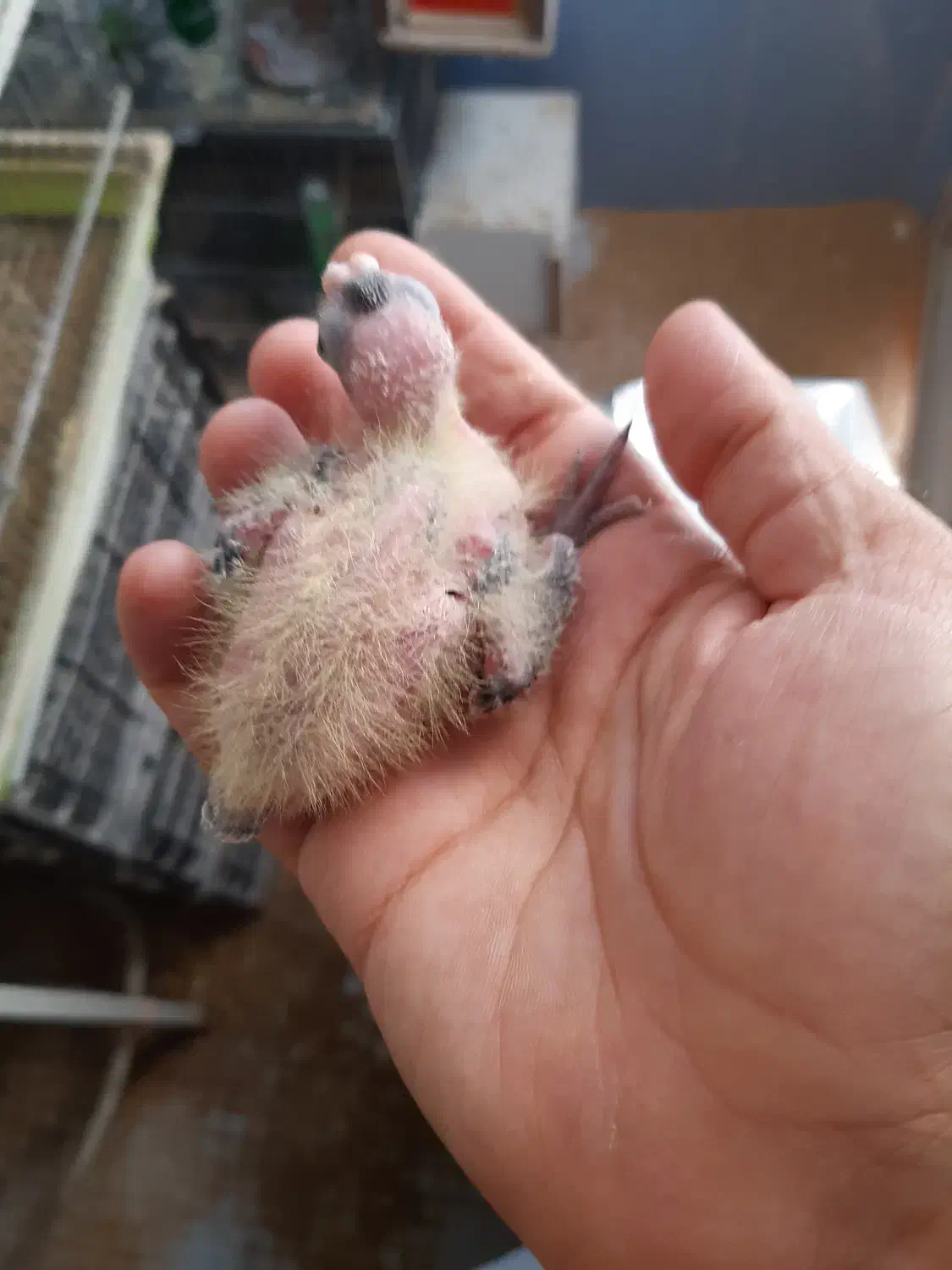 عروس سرلاکی قیمت مناسب|پرنده|آران و بیدگل, |دیوار