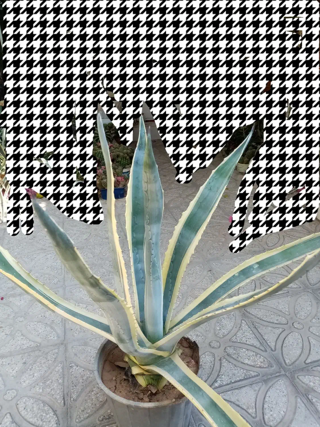 کاکتوس آگاو|گل و گیاه طبیعی|شیراز, تحویلی|دیوار