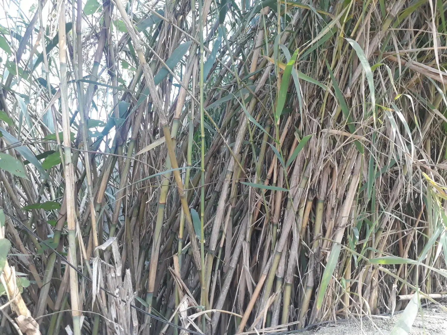 نی تازه ویلا باغ خانه|عمدهفروشی|ماسال, |دیوار