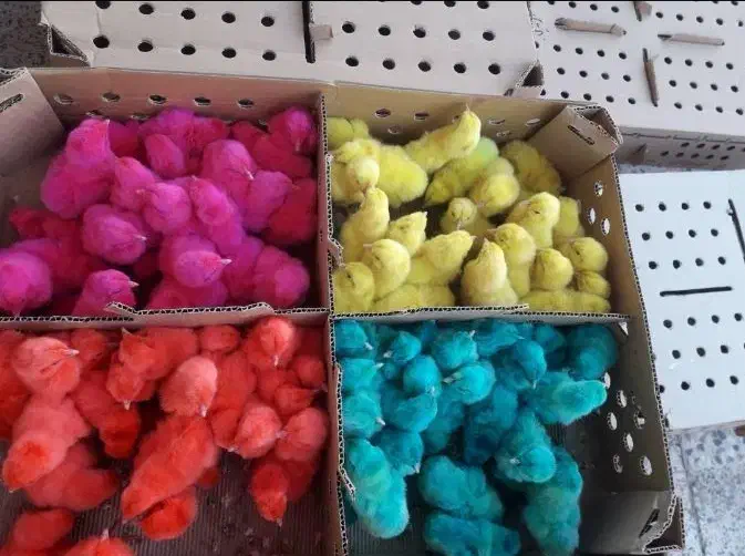 جوجه مرغ و خروس یک روزه|حیوانات مزرعه|اهواز, شریعتی جنوبی|دیوار