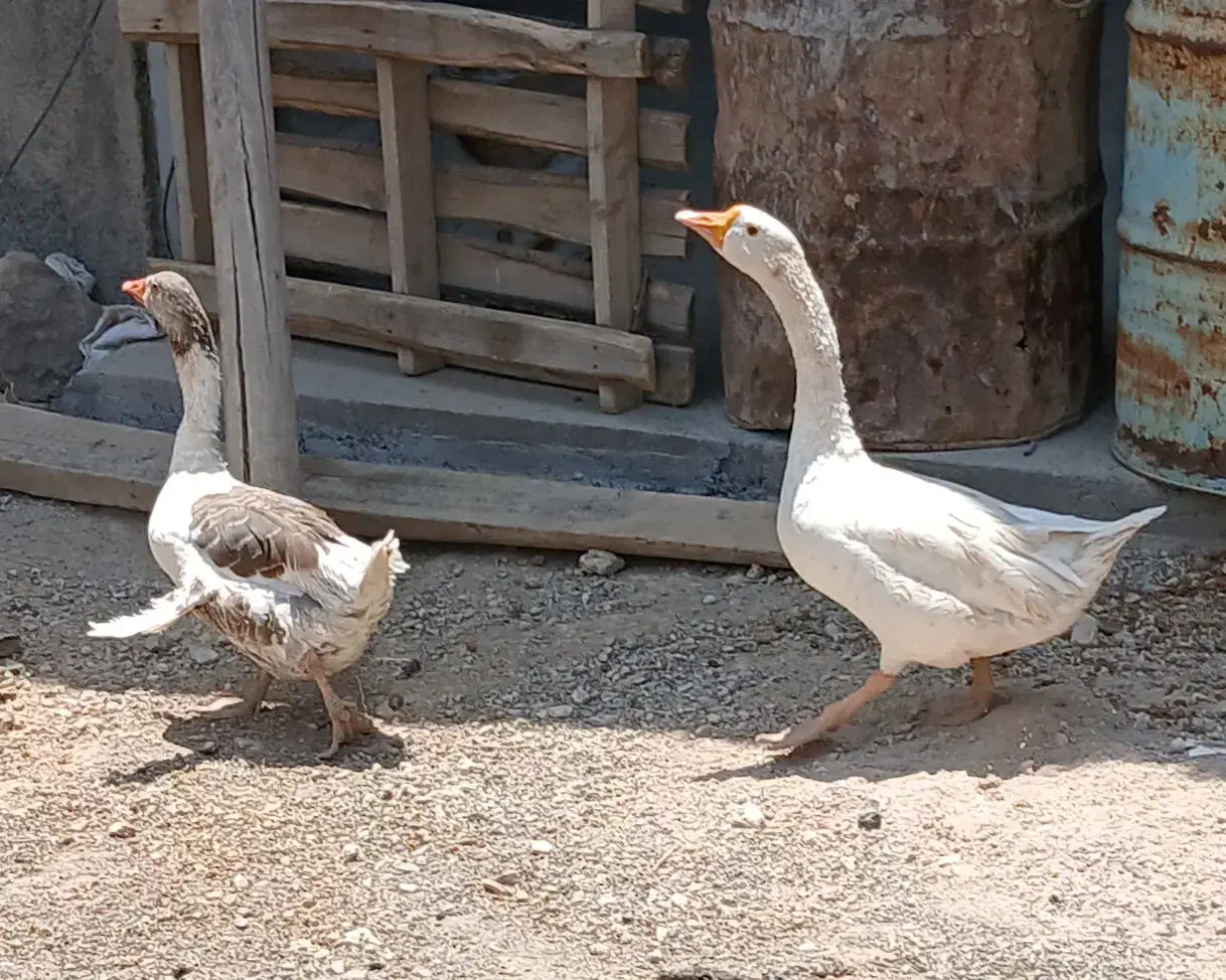 غاز و قوغاز|حیوانات مزرعه|تویسرکان, |دیوار