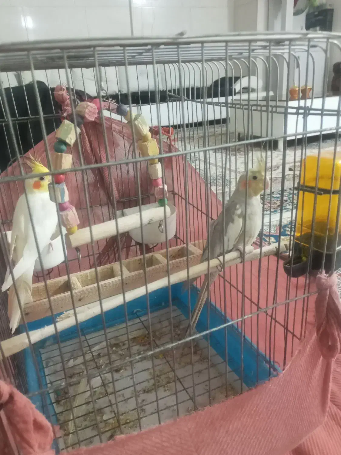 یک جفت عروس هلندی|پرنده|اشتهارد, |دیوار