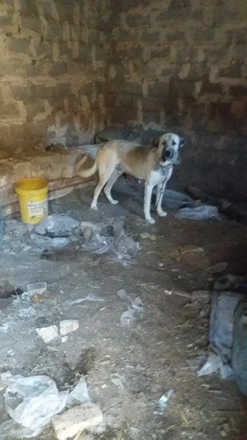 گمشده اطراف پسته بیگ|سگ|اهر, |دیوار