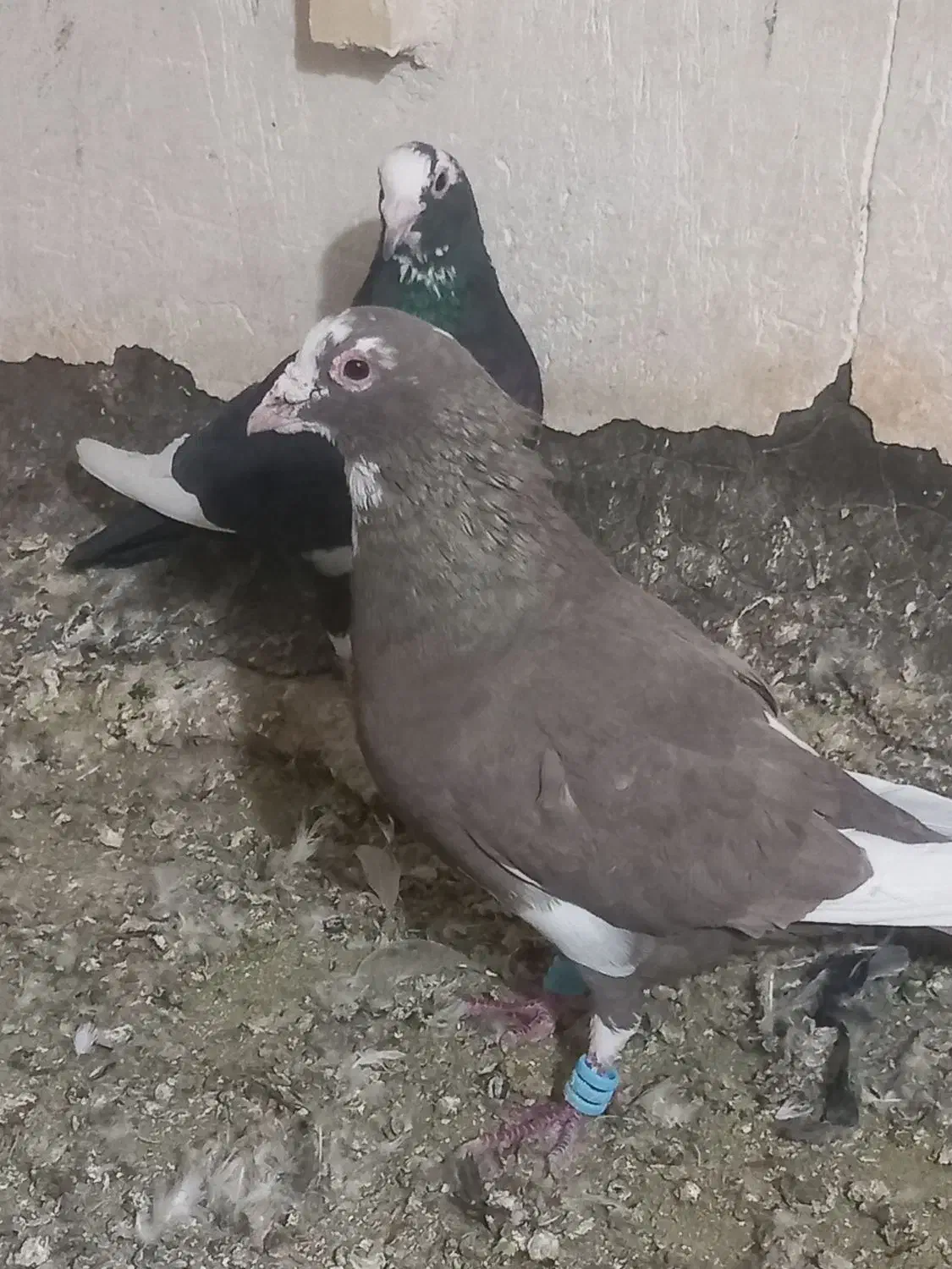 نرو ماده قره کرمونی|پرنده|شیراز, حومه شیراز|دیوار