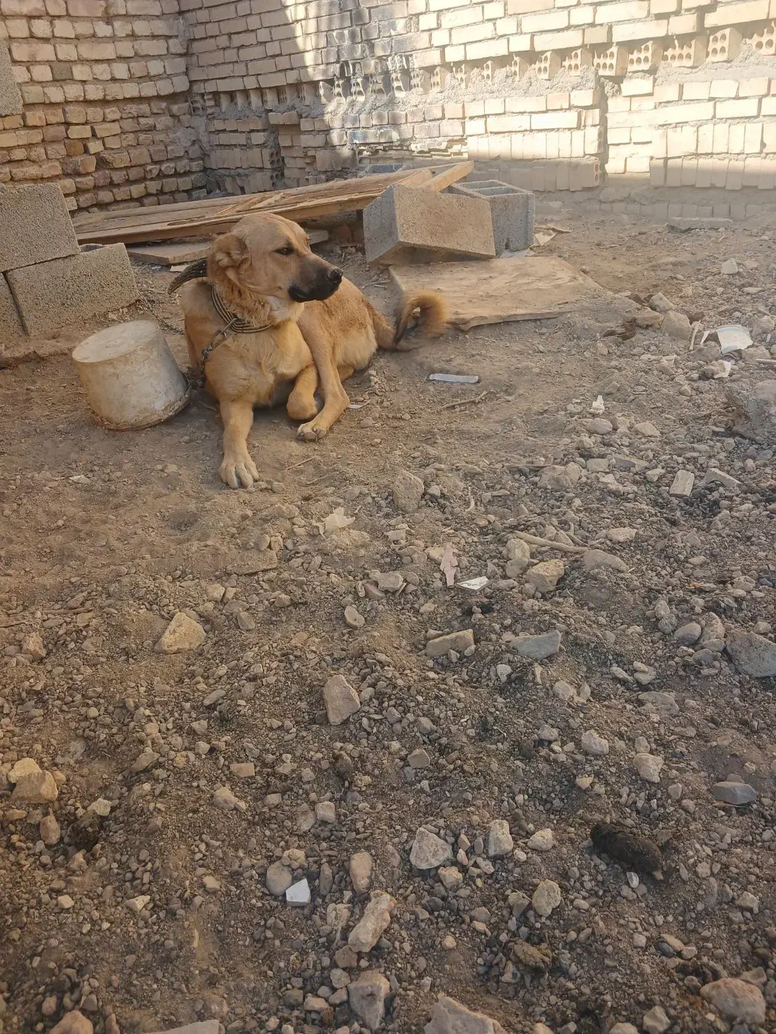 یک عدد توله سرابی ۱۰ماهه|سگ|شاهینشهر, شهرک امید|دیوار