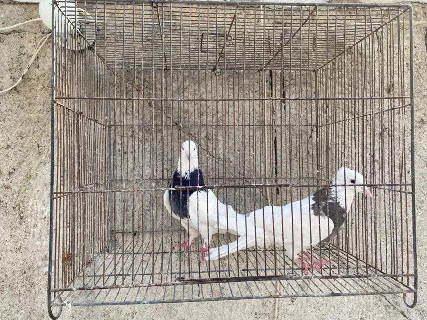 کلفه جفت|پرنده|اردبیل, |دیوار