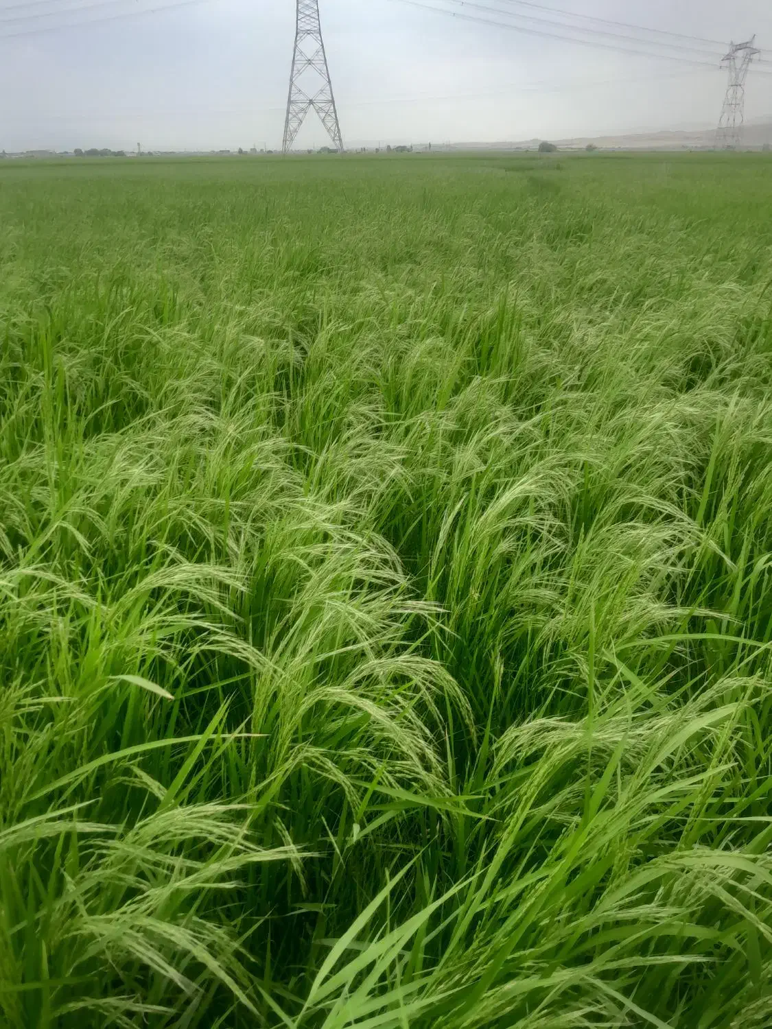 فروش برنج محلی|خوردنی و آشامیدنی|سیلاخور, |دیوار