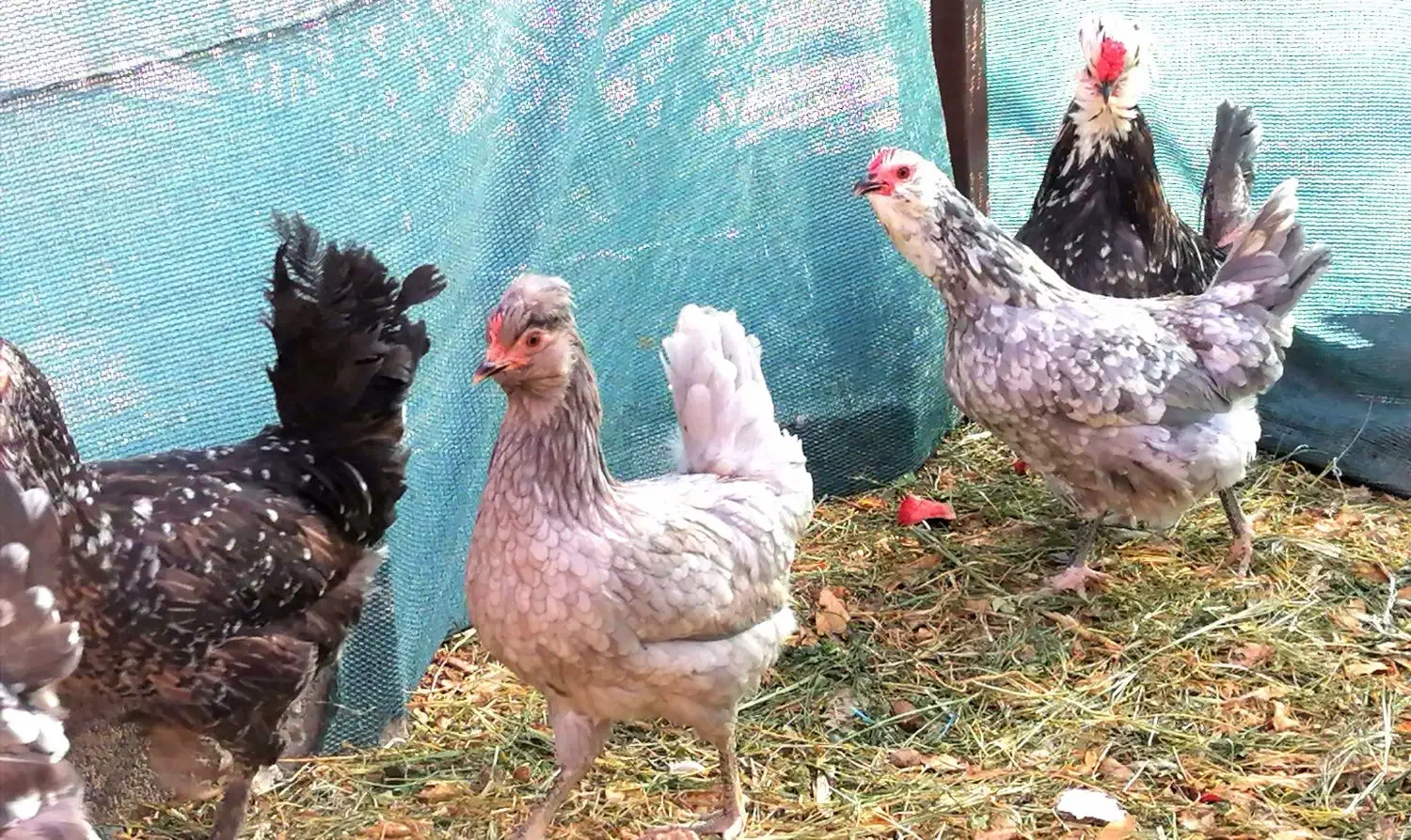 تخم مرغ نطفه دار گلین و طوسی|حیوانات مزرعه|اصفهان, ستار|دیوار