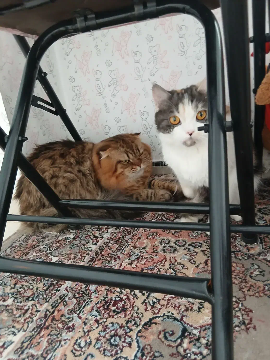 گربه،واگذاری|گربه|کرمانشاه, |دیوار