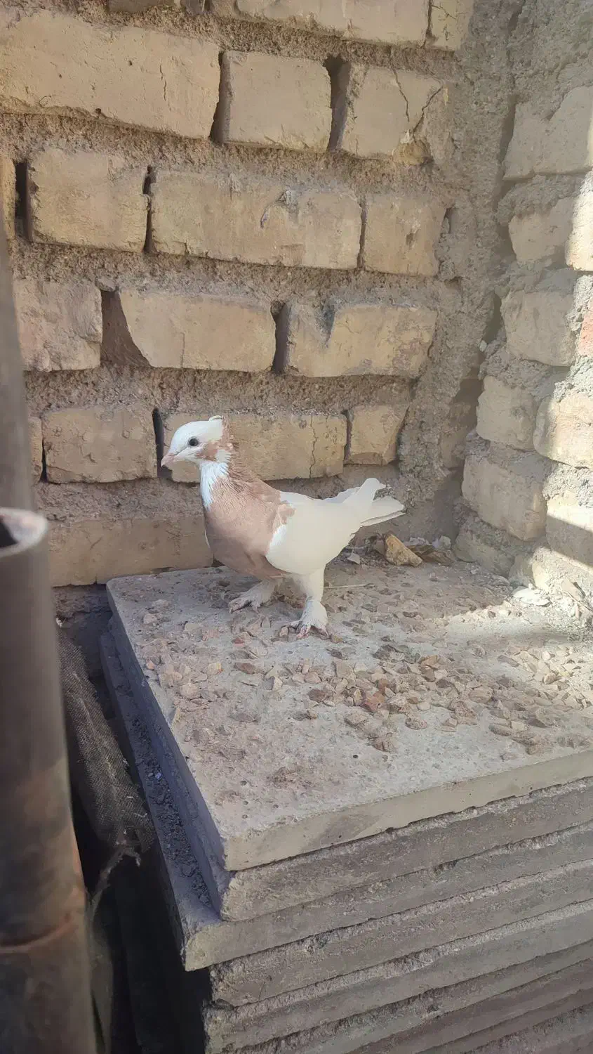 طوقی و سفید|پرنده|شیراز, کوشک میدان|دیوار