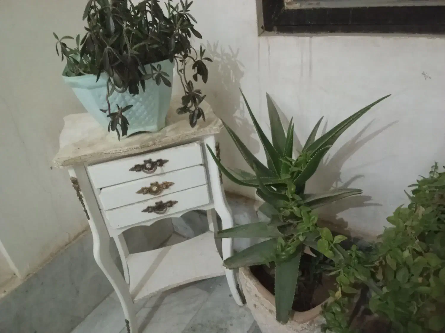 گل طبیعی|گل و گیاه طبیعی|محمدشهر, محمدشهر|دیوار