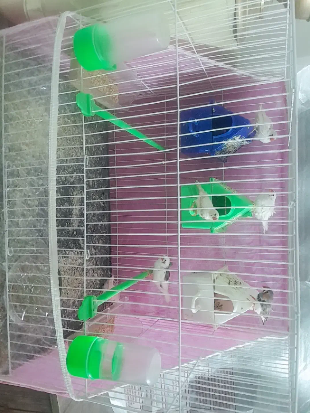 ۳جفت فنچ|پرنده|مشهد, شهید شهریاری|دیوار