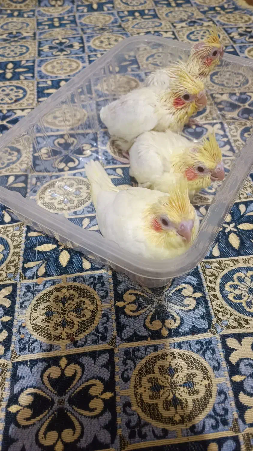 جوجه عروس هلندی سرلاکی|پرنده|محمدیه-قزوین, |دیوار