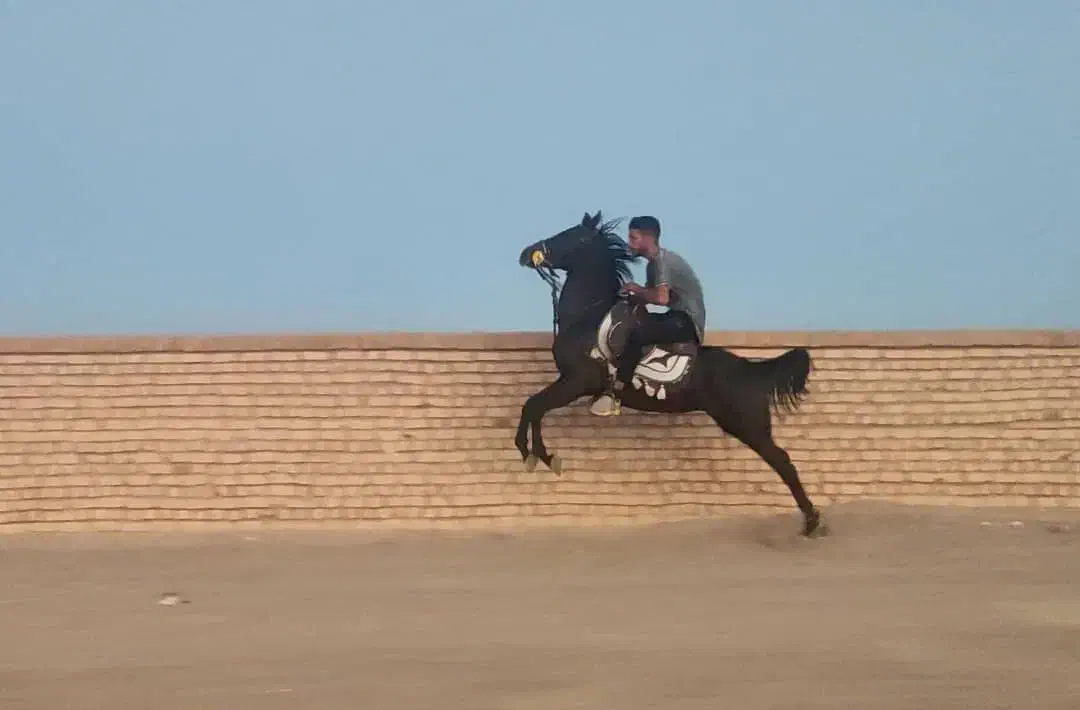 اسب|اسب و تجهیزات اسبسواری|آباده, |دیوار