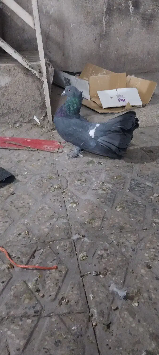 کبوتر دم چتری کاکلی|پرنده|تهران, مسعودیه|دیوار