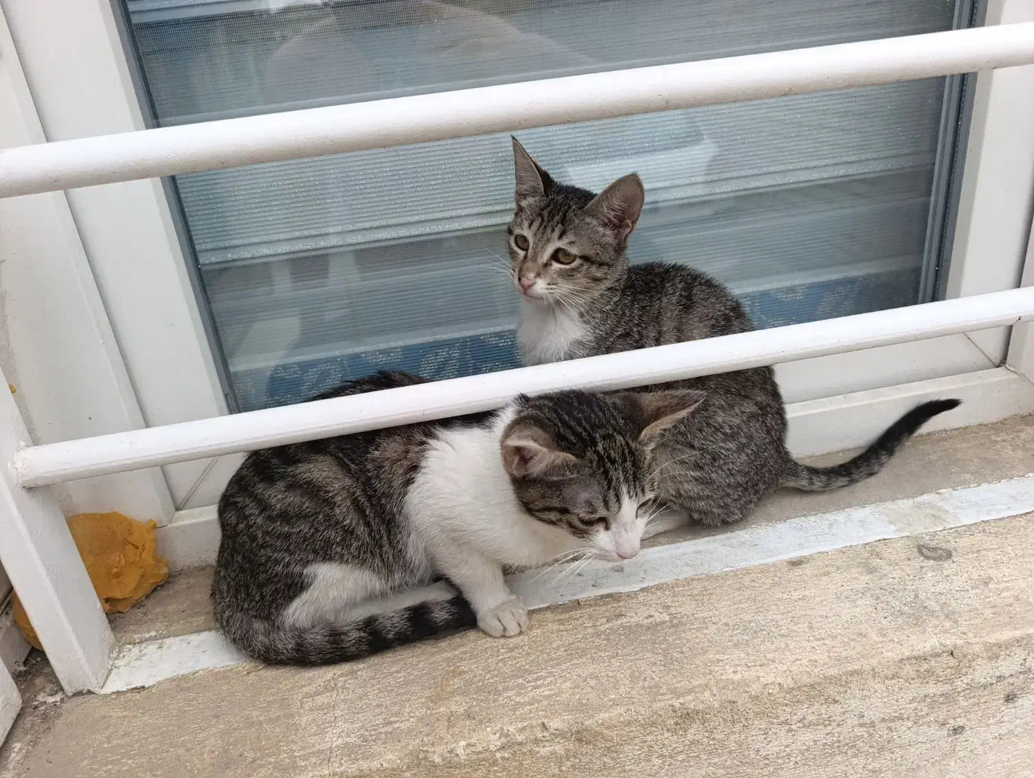 واگذاری بچه گربه|گربه|گنبد کاووس, |دیوار