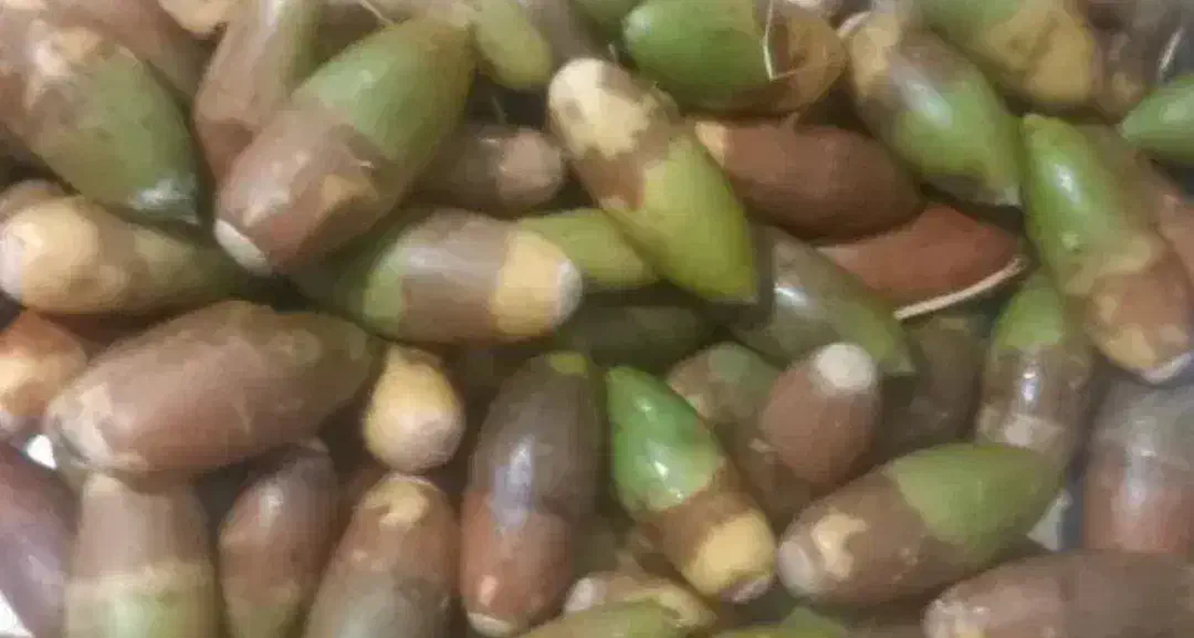 بلوط تمیز|خوردنی و آشامیدنی|کوهدشت, |دیوار