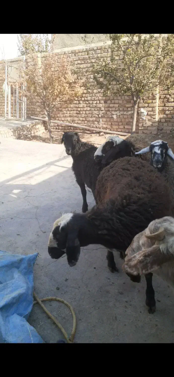 بره نر|حیوانات مزرعه|بوئین زهرا, |دیوار