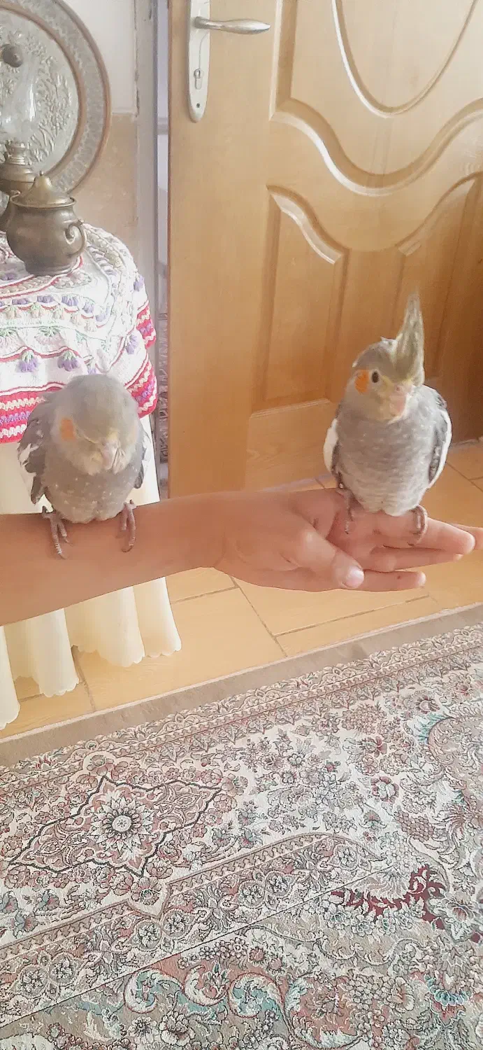 عروس هلندی دستی|پرنده|تفت, |دیوار