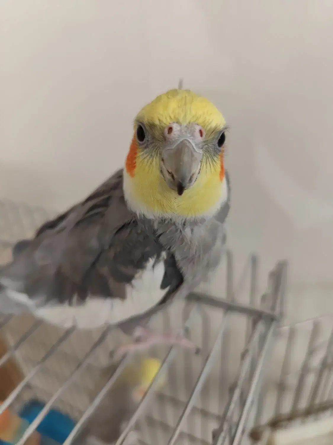 عروس هلندی|پرنده|رشت, جانبازان|دیوار