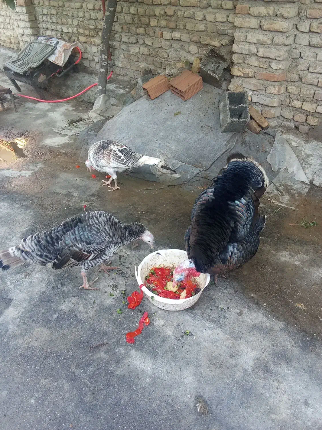 بقلمون‌ یک نر دوتا ماده بزرگ|حیوانات مزرعه|گرگان, |دیوار