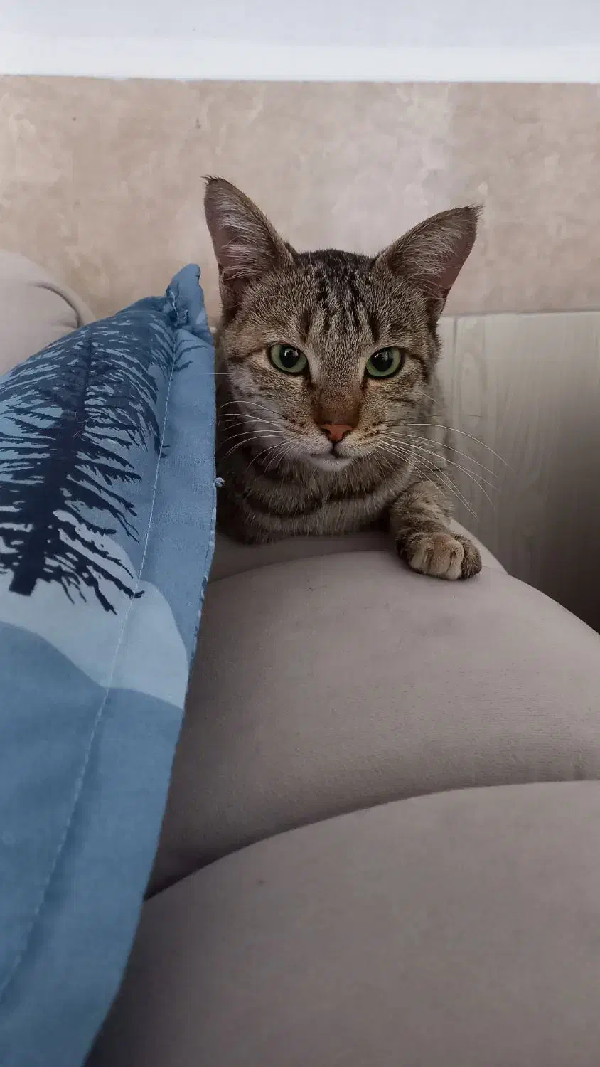 واگذاری گربه چهارماهه|گربه|قم, شهرک امام حسن|دیوار