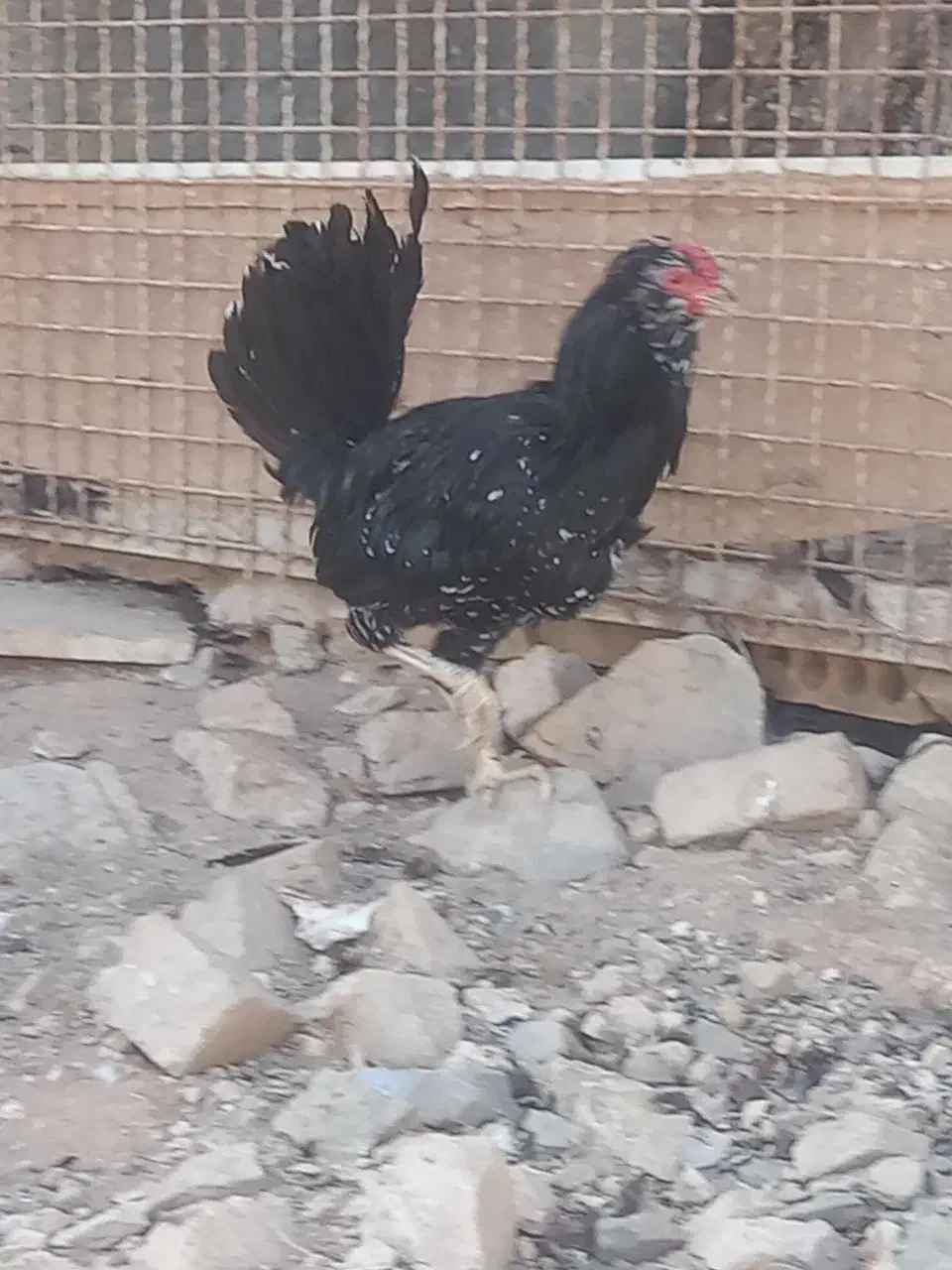 مرغ و خروس گلین|حیوانات مزرعه|تهران, هفده شهریور|دیوار