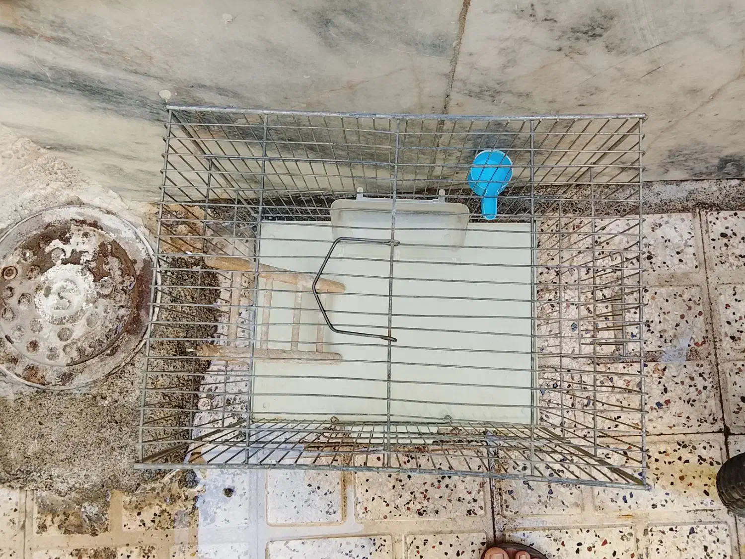 قفسه پرنده|لوازم جانبی حیوانات|مشهد, شهید بهشتی|دیوار