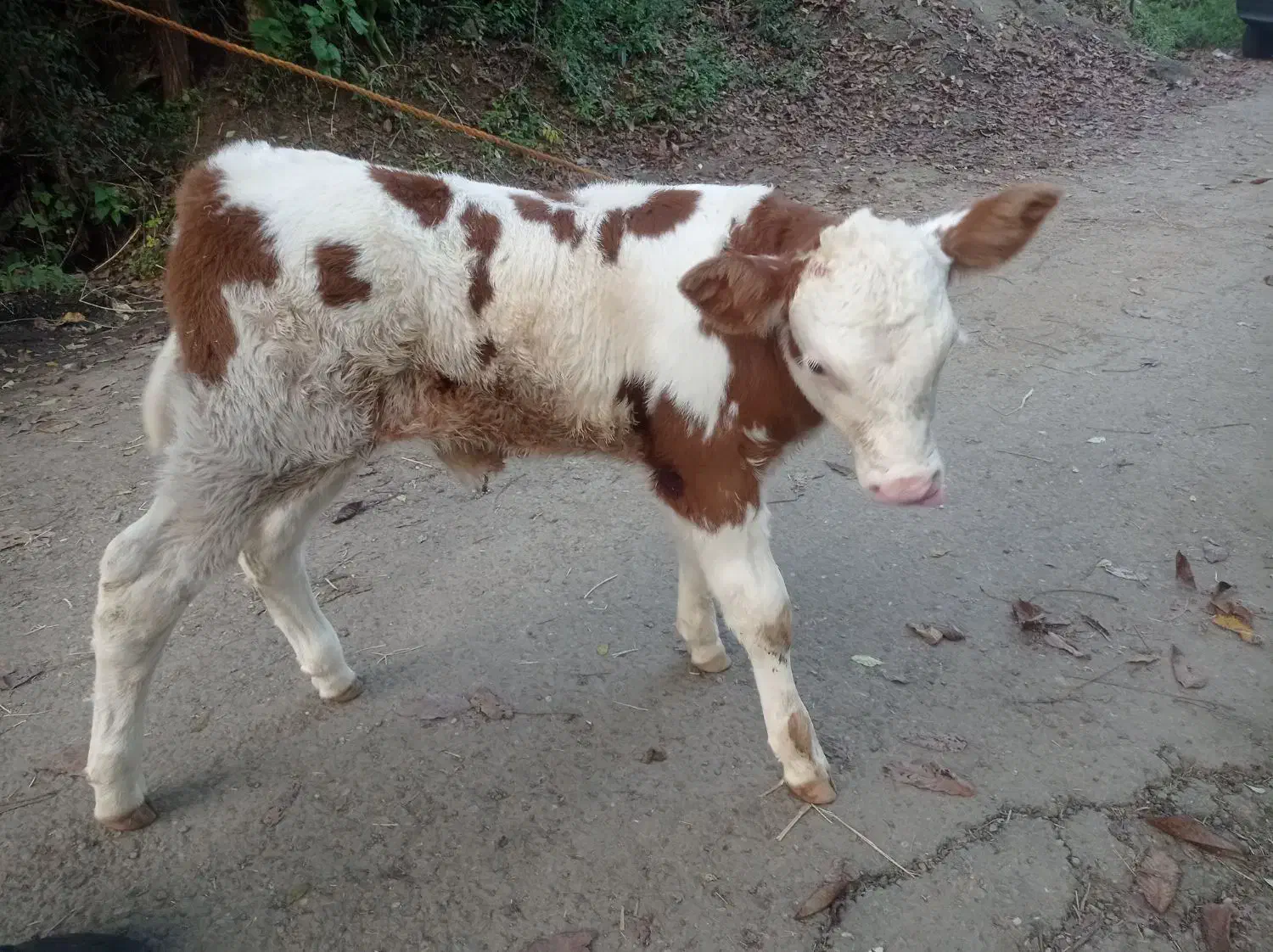 گاوشیری هلشتاین گوساله نر سمینتال جنس|حیوانات مزرعه|کلاچای, |دیوار