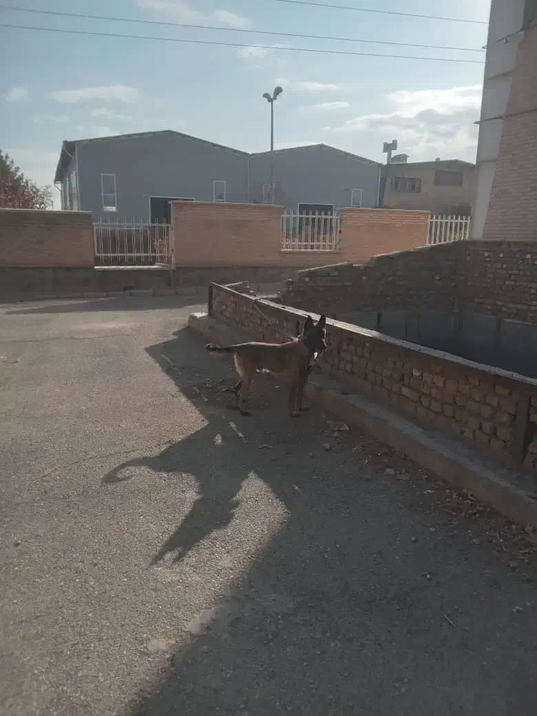 سگ مالینویز نر بالغ ۲ساله|سگ|اشتهارد, |دیوار