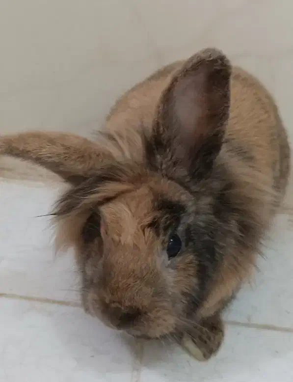 خرگوش لوپ|موش و خرگوش|سبزوار, شرق کال عیدگاه|دیوار