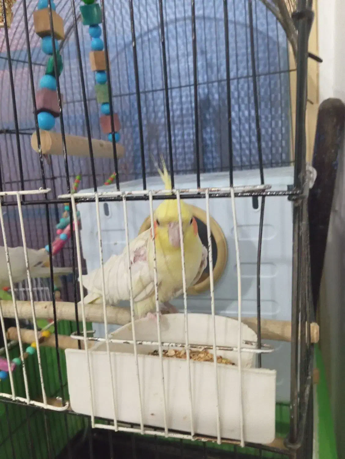 عروس هلندی سخنگو|پرنده|دهگلان, |دیوار