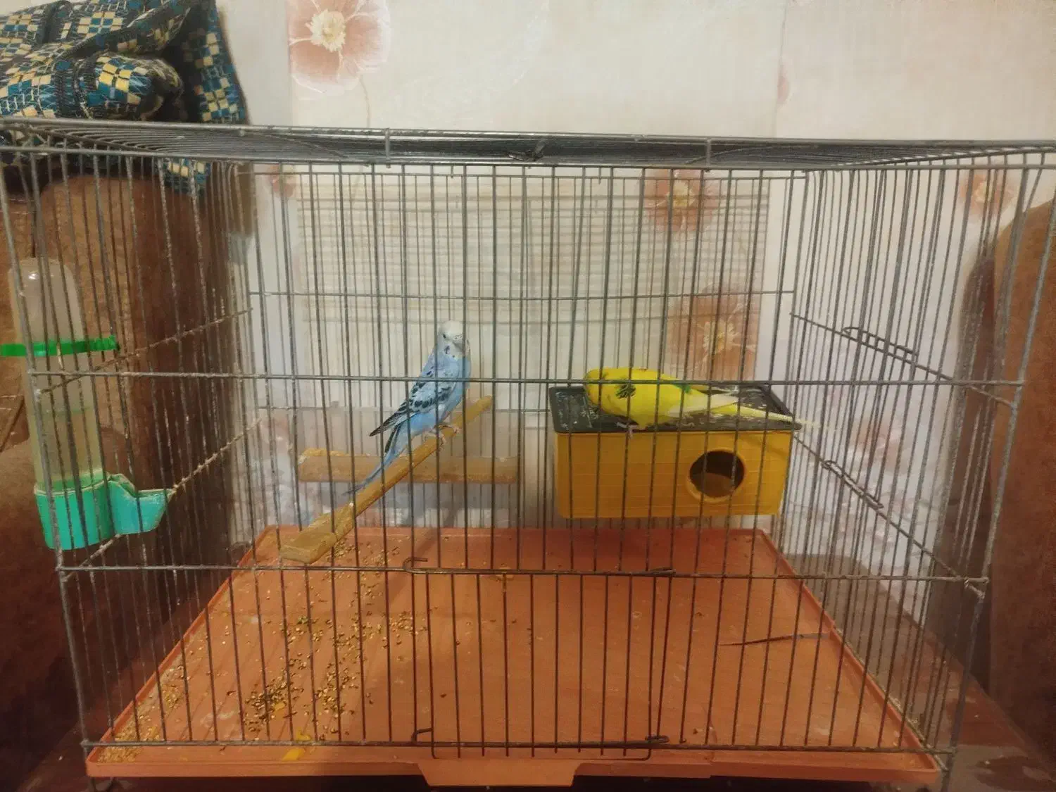 جفت مرغ عشق|پرنده|فردیس, شهرک ۱۱۰|دیوار