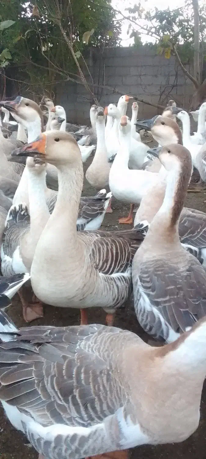 غاز مولدقوغازاکراینی غاز دورگه قوغازسفیدغازمحلی|حیوانات مزرعه|آستانه اشرفیه, |دیوار