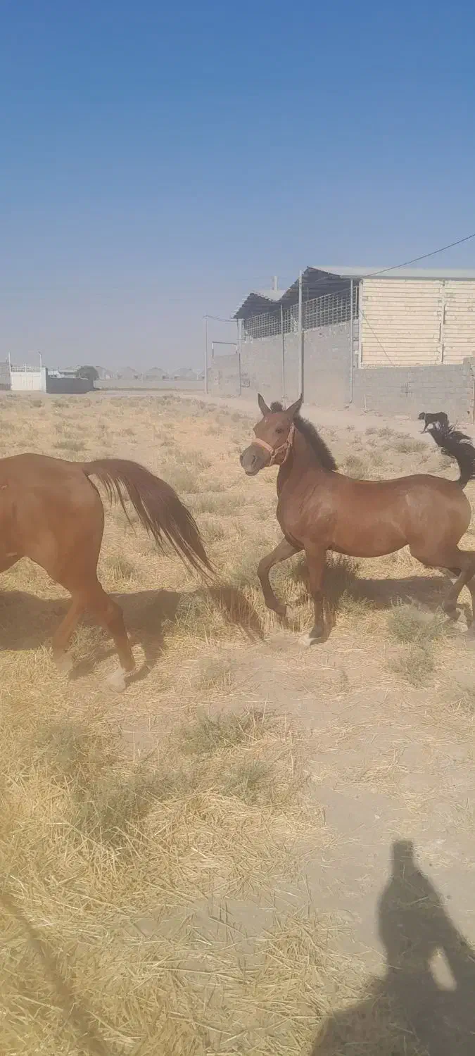 کره مادیون نوه تاراج۲۰۰۰۰۰۰۰۲|اسب و تجهیزات اسبسواری|اصفهان, فرودگاه شهید بهشتی|دیوار