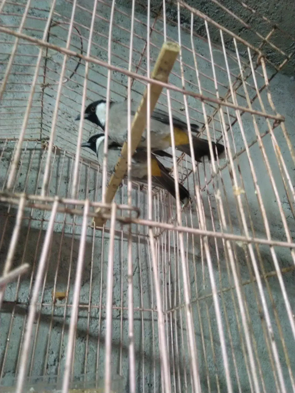 سهره قناری|پرنده|خاش, |دیوار