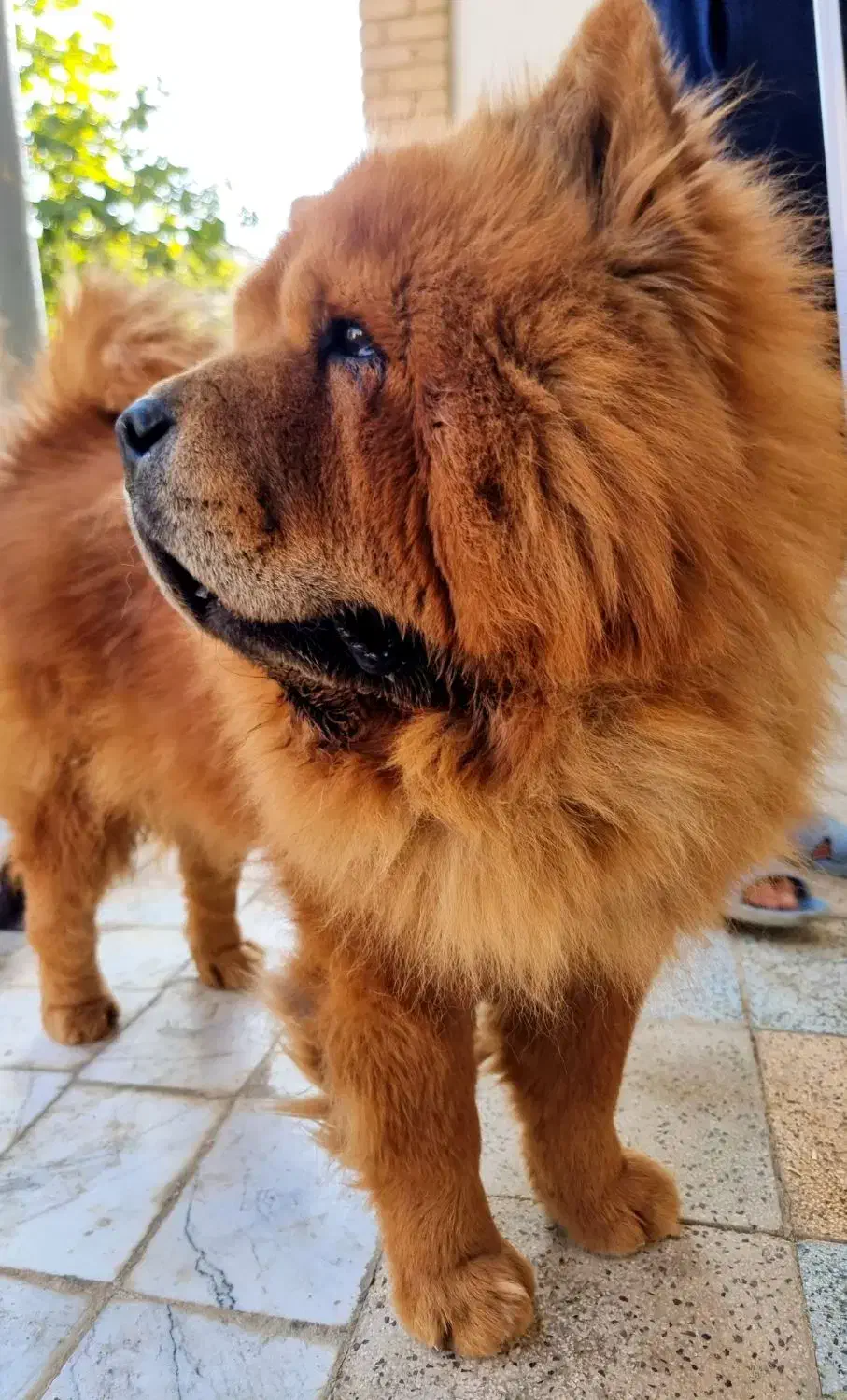 چاو چاو نر|سگ|تهران, مسعودیه|دیوار