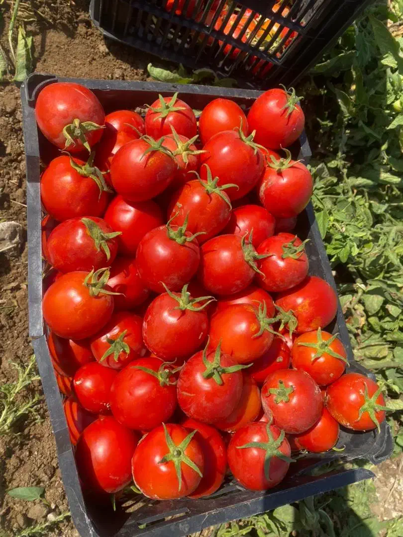 فروش فوق العاده سبد ده کیلویی|عمدهفروشی|ارسنجان, |دیوار