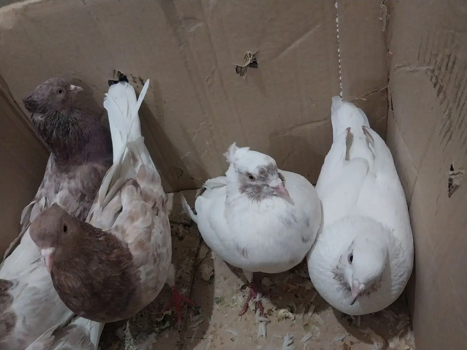 کفتر|پرنده|کهنوج, |دیوار