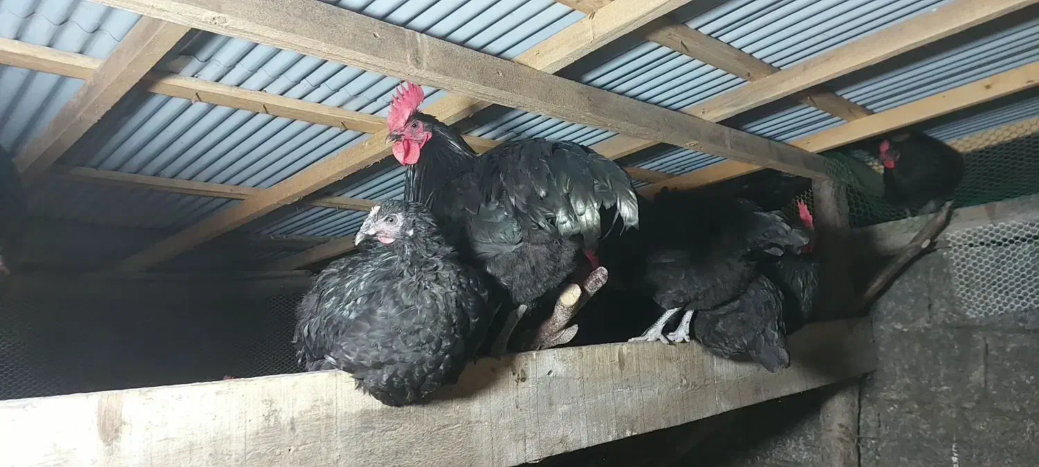 تخم نطفه دار استرالوپ استرالیایی وجوجه استرالوپ|حیوانات مزرعه|کلاچای, |دیوار