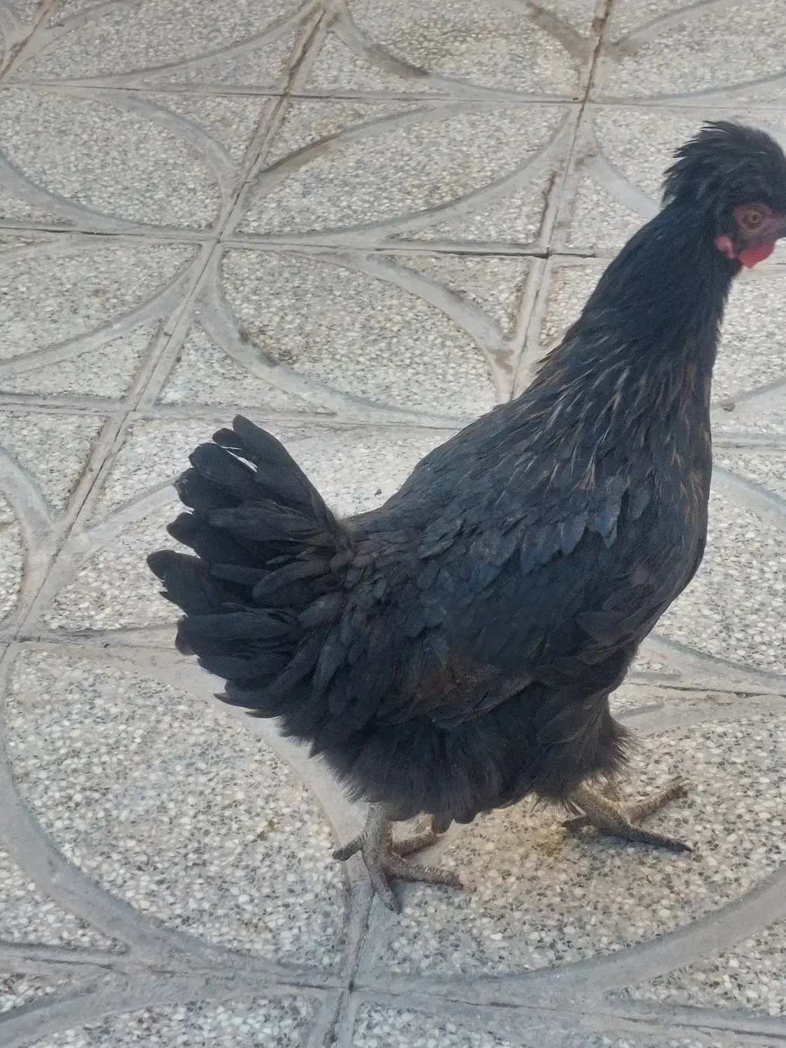 مرغ کاکولی سیاه|حیوانات مزرعه|رباط‌کریم, رباط‌کریم|دیوار