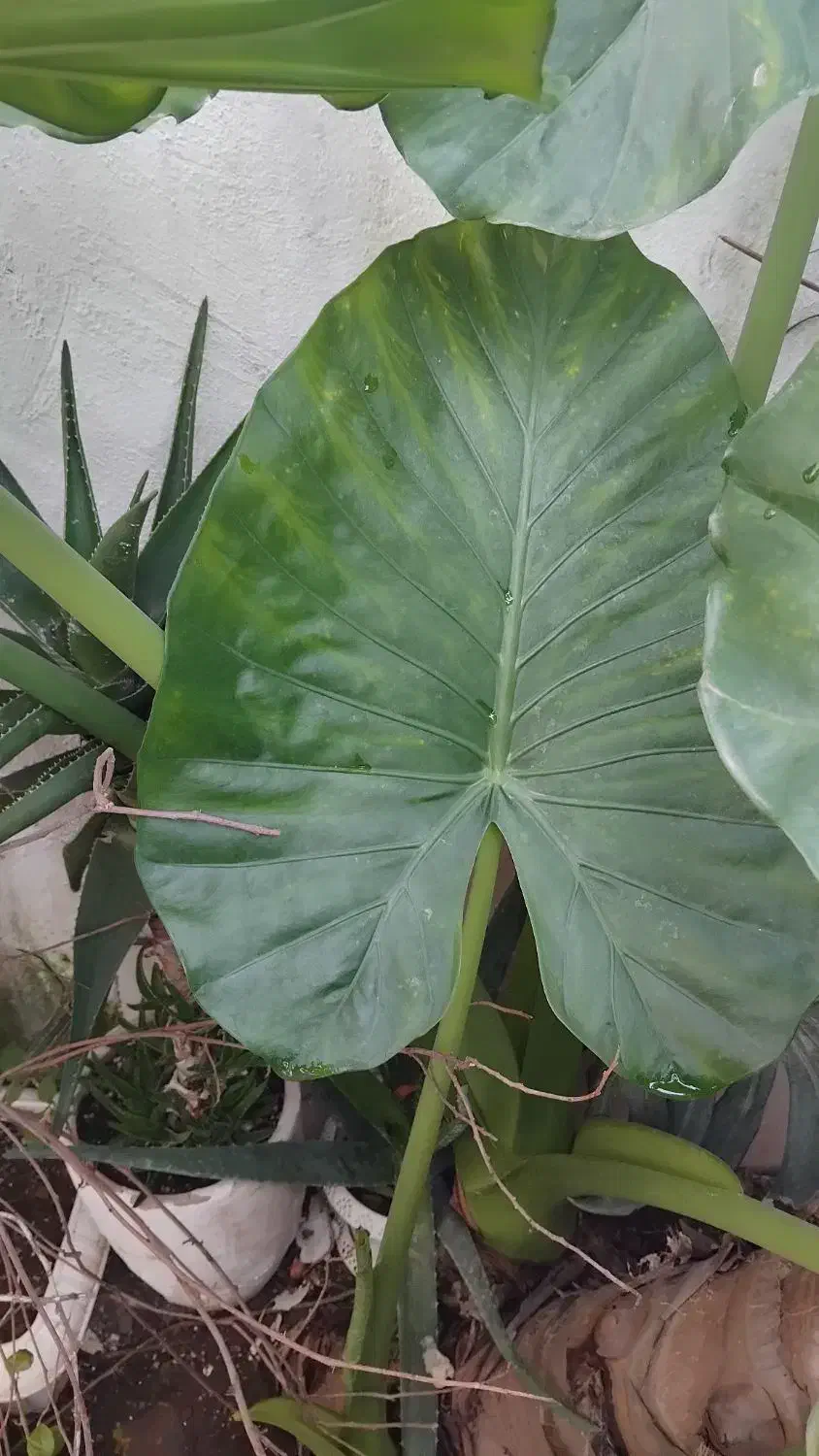 گل بابا آدم|گل و گیاه طبیعی|رشت, باهنر|دیوار