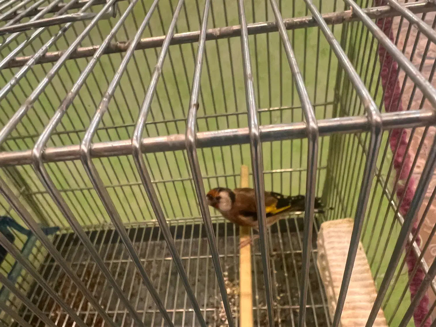 ماده‌سهره داغ سر نشون دار جفتی با سهره|پرنده|شهریار, شهریار|دیوار