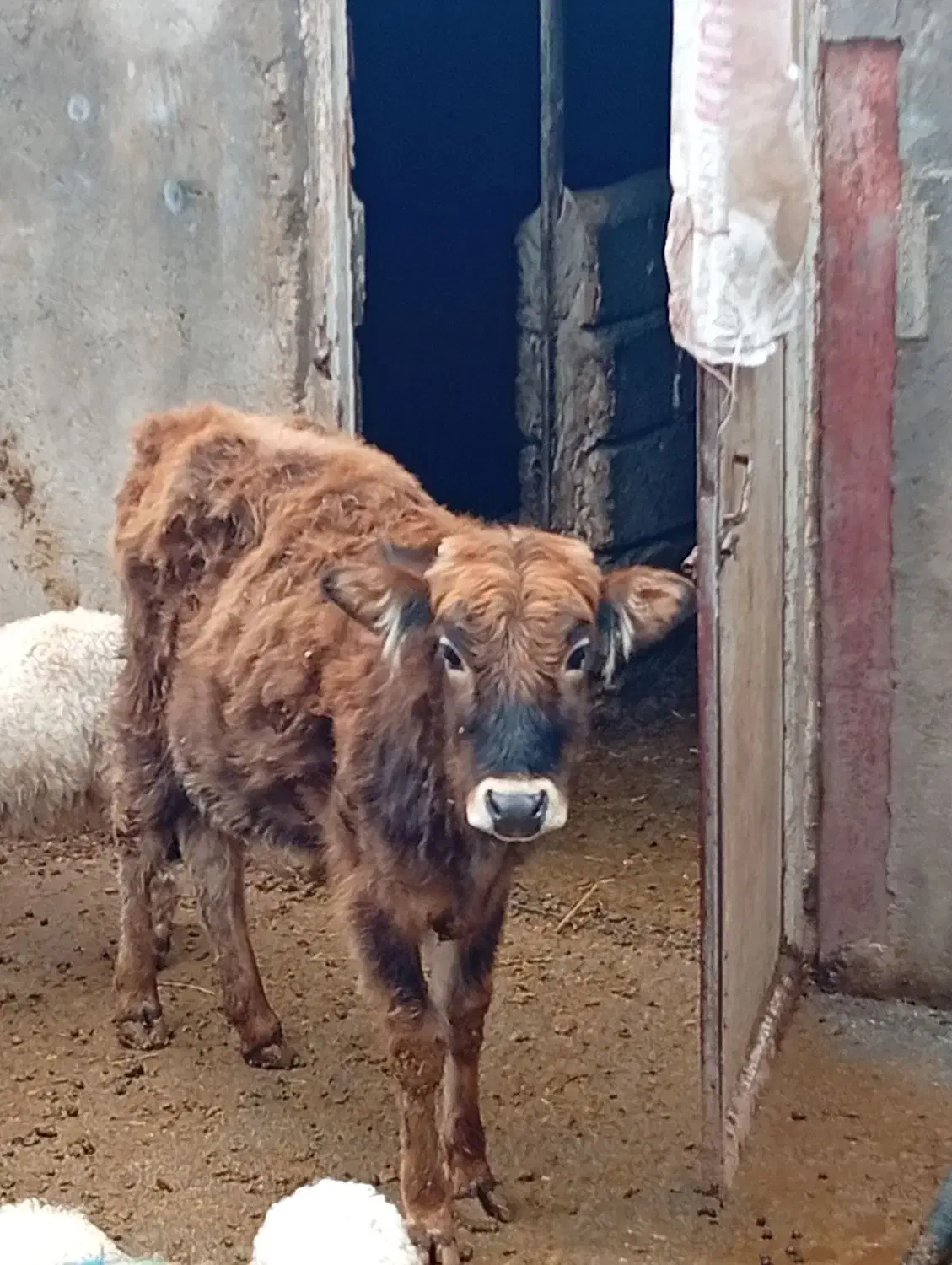 گوساله ماده|حیوانات مزرعه|جوانرود, |دیوار