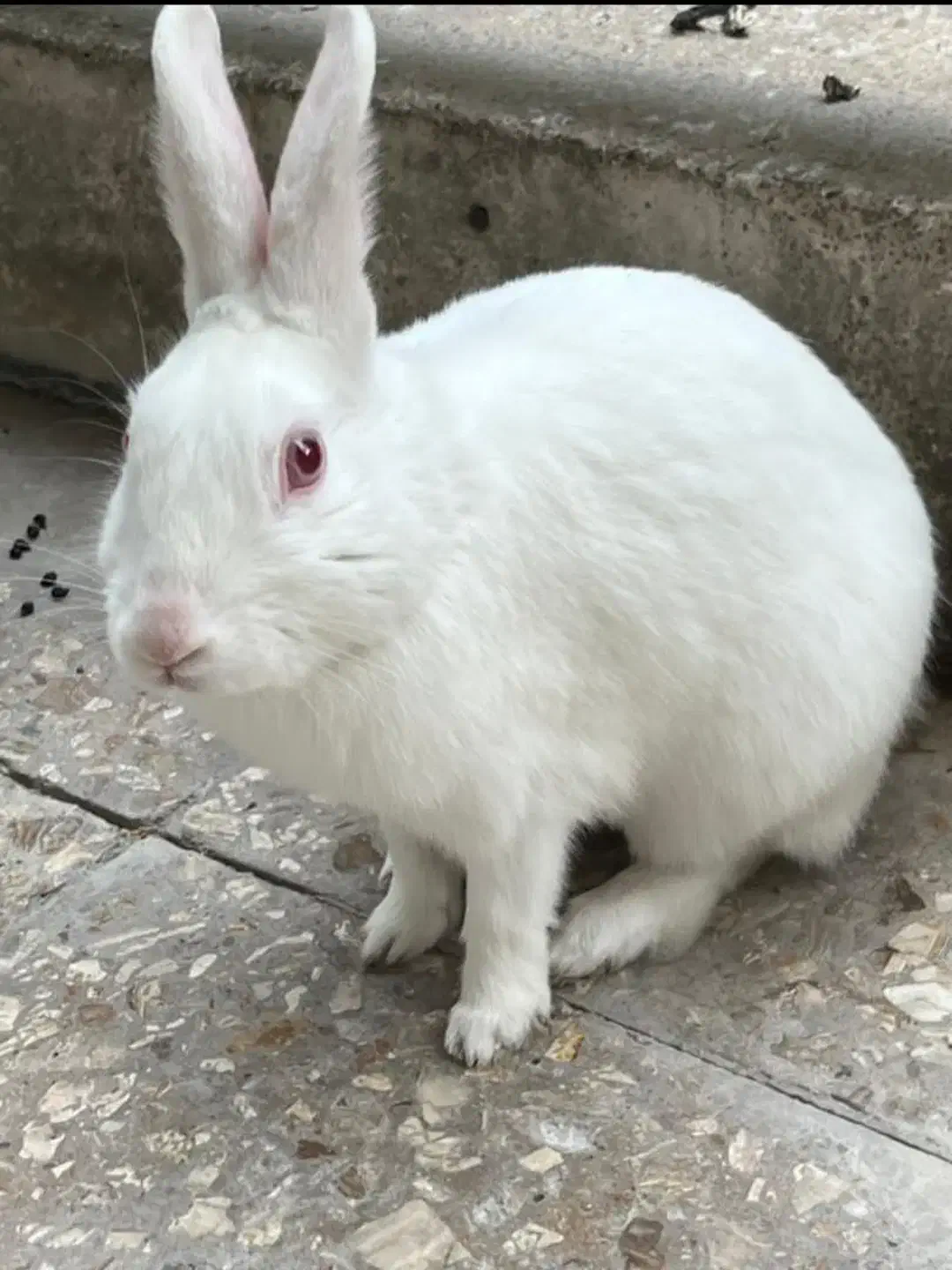 خرگوش سفید چشم قرمز نر|موش و خرگوش|تهران, نظامآباد|دیوار