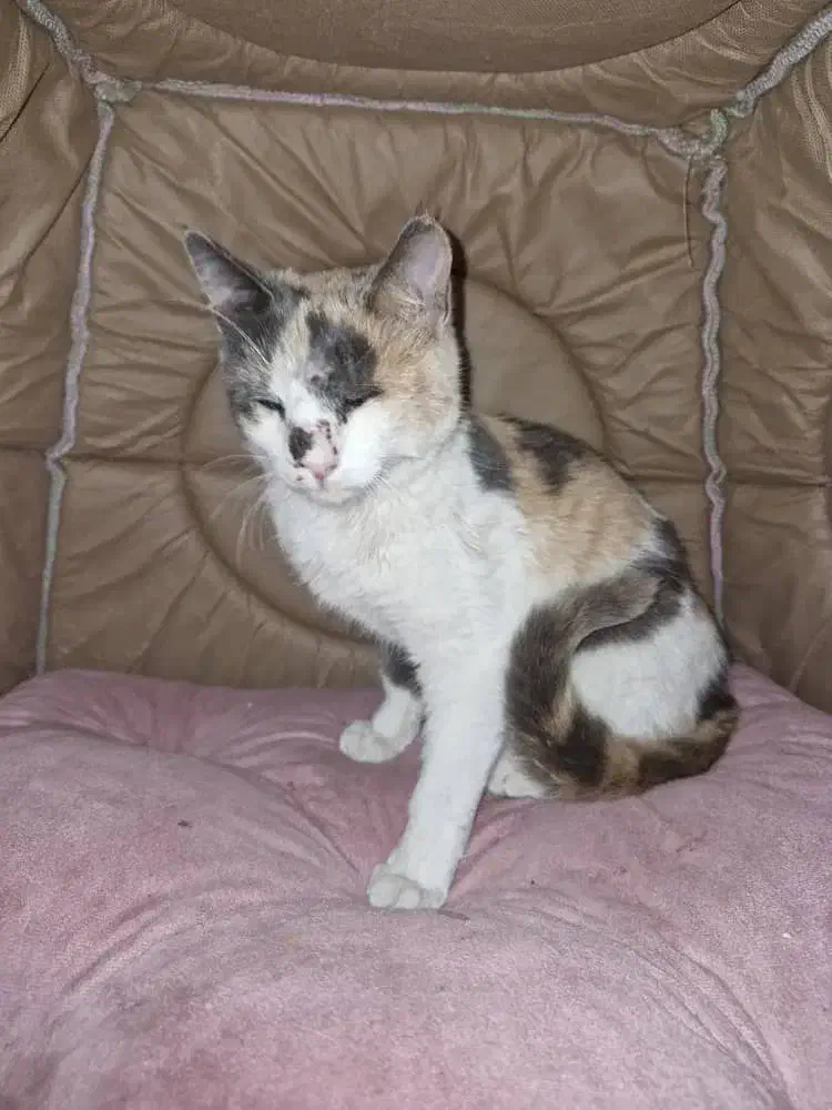 واگذاری گربه|گربه|لاهیجان, یوسف آباد|دیوار