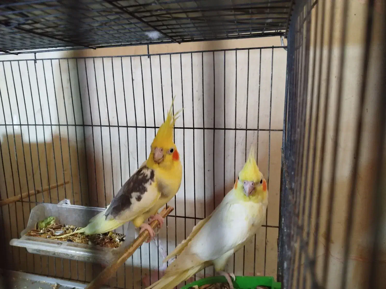 دو جفت عروس پاریس مولدشرط|پرنده|اهواز, کمپلو شمالی|دیوار