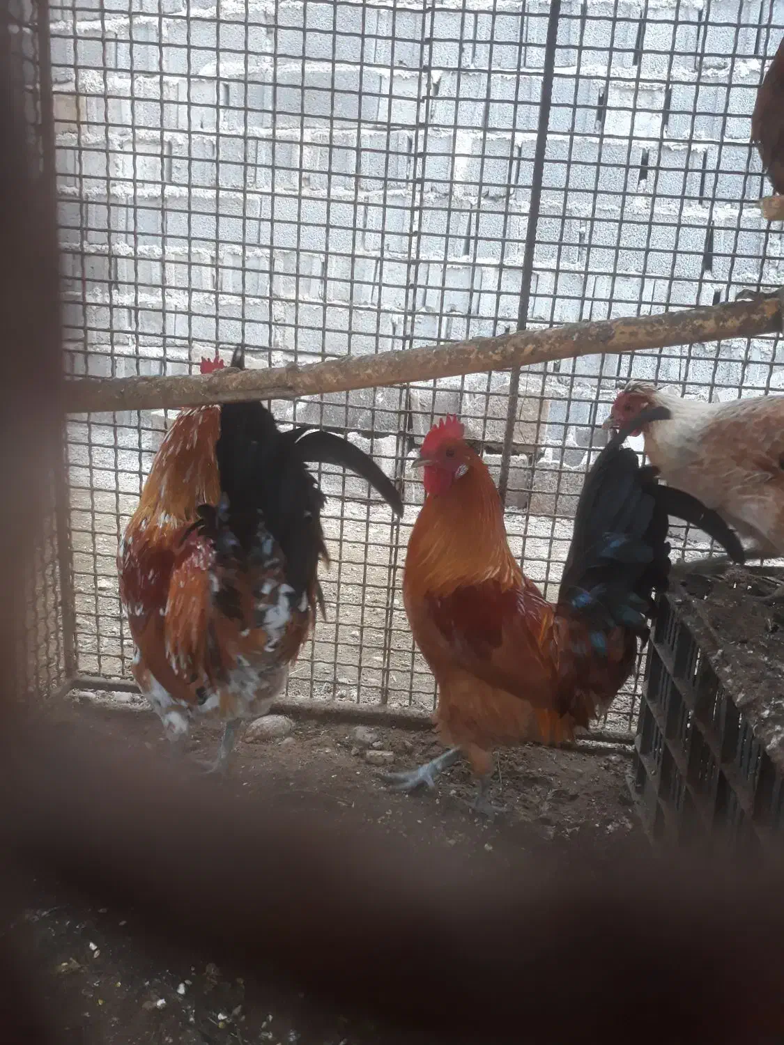 فروش خروس محلی|حیوانات مزرعه|ساری, |دیوار